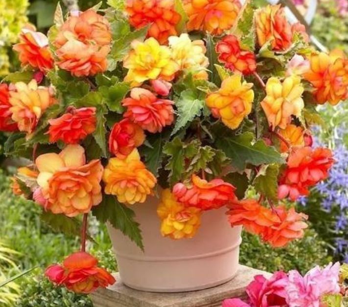 特别易爆盆的几种植物,养在家里美极了,花苞突突冒,花大色艳