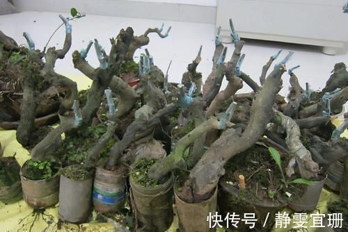 乡下野外的植物,不要看不上,挖回家当盆栽正好