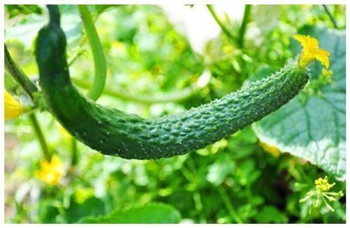 购买黄瓜时，该挑直的还是弯的老菜农记住这几点，就不会买错