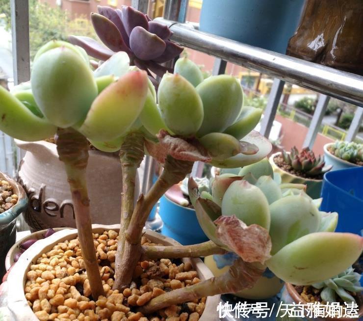 多肉碧桃|养殖多肉碧桃，6、7月盆栽避开此3处，茎叶长得旺、染色美！