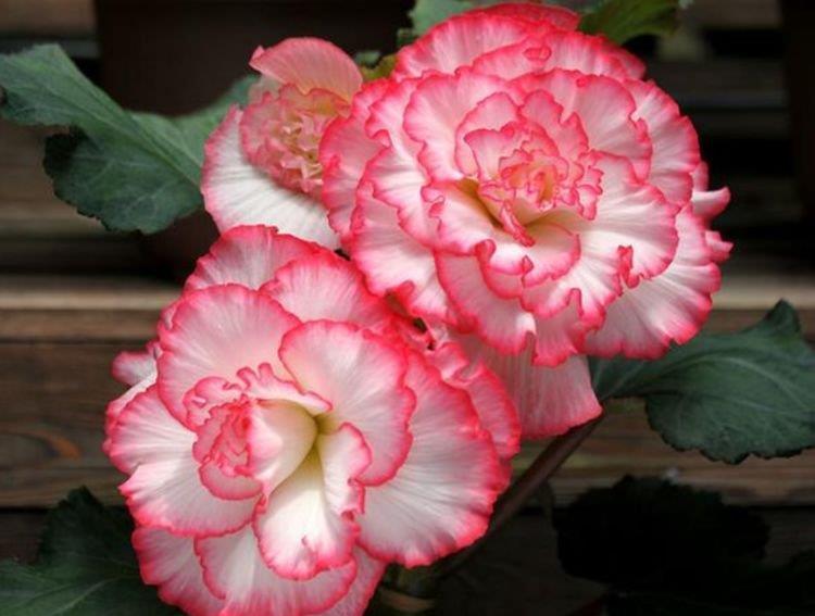 红覆轮|谁见了都喜欢的“4种花”,比牡丹还漂亮,开花多,养家里太棒了