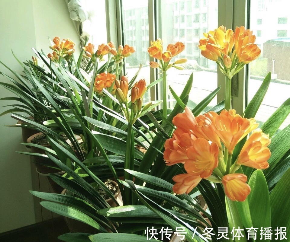 她养君子兰有3个“秘诀”，开春长满“花包子”，阳台变花园