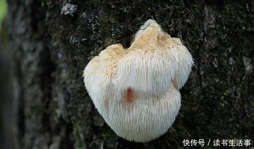 这5款哈尔滨特产美食,吃一次就会上瘾,有你想吃的吗