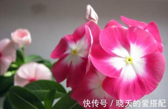 光照|农历7月19日开始,居家养这几款植物,漂亮又养人,花朵大花期长