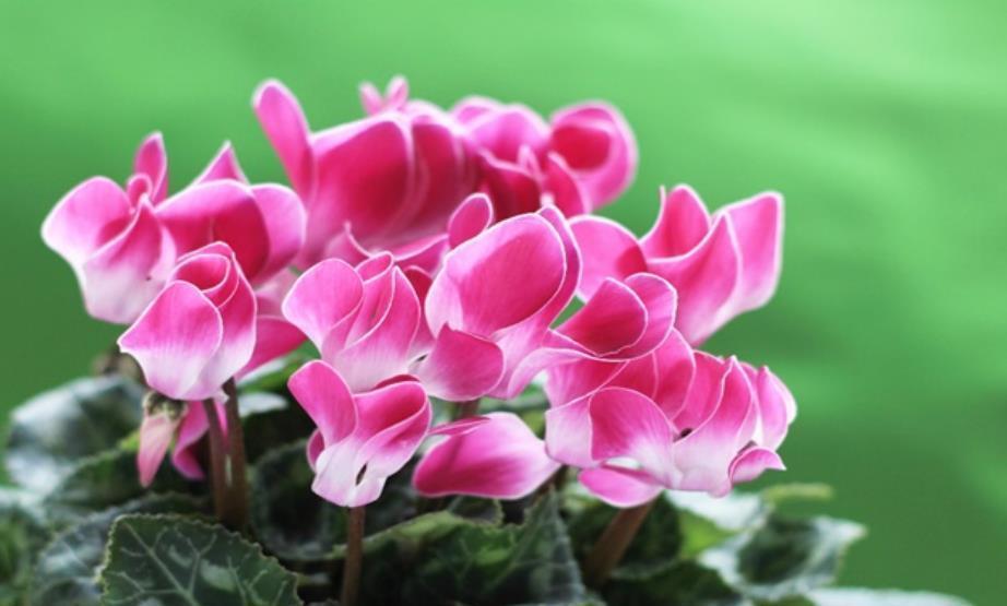 11月养花选它,娇美可爱像兔子,摆在窗边美极了,适合新手