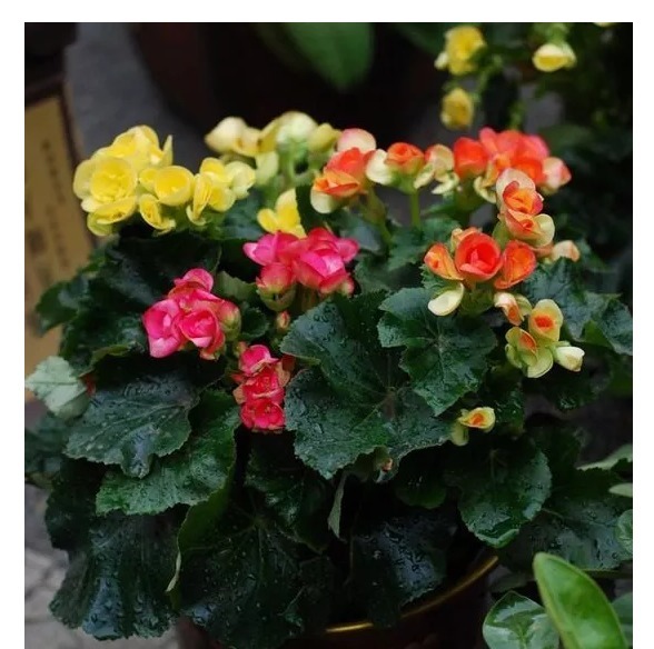 盆栽不用花钱买，以下4种植物只需一片叶子，就能长满整个盆！