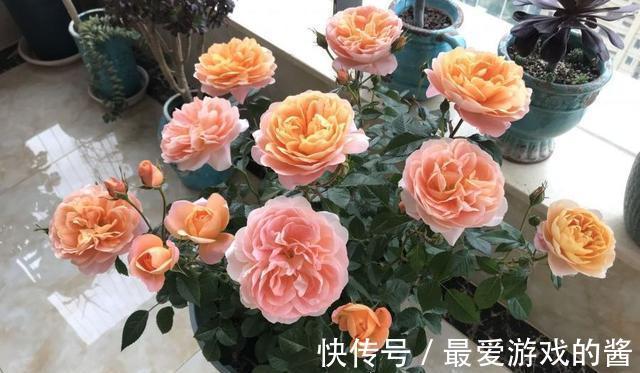 如果阳台只能养一棵月季,我会选它,花量大不易得病长虫