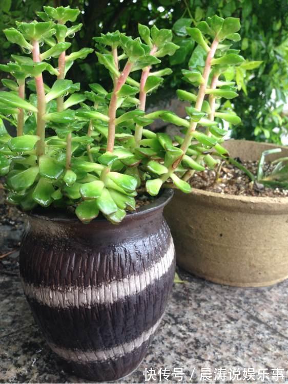 大和锦|多肉长残的照片,看一次笑一次,根治各种抑郁