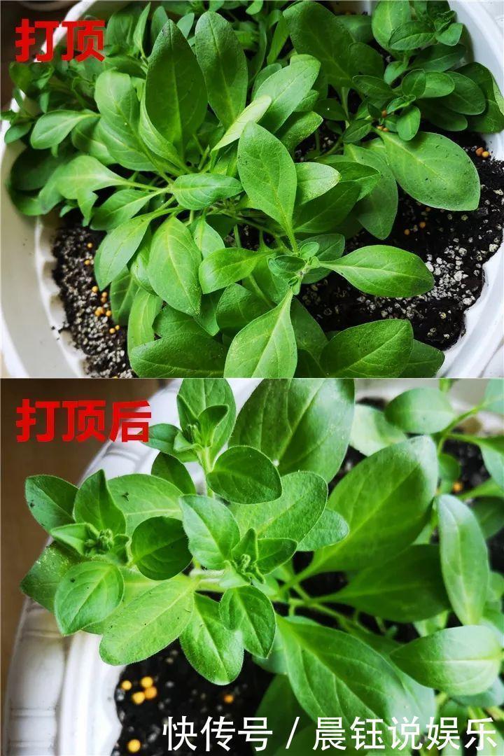 大户|3种花不用“扦插”，花开完等俩月，半年变成“养花大户”！