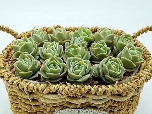 可爱玫瑰，多肉中最像玫瑰花的品种，出了状态颜色粉嫩，浪漫十足