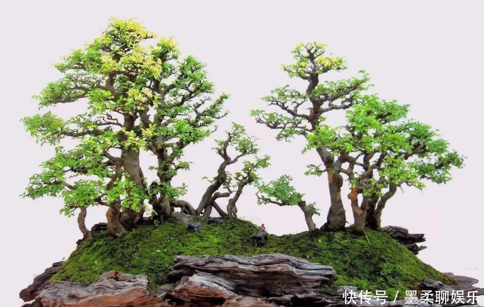 老人说3种”丑“但”镇宅“的盆栽,迎财又挡煞,福气不请自来