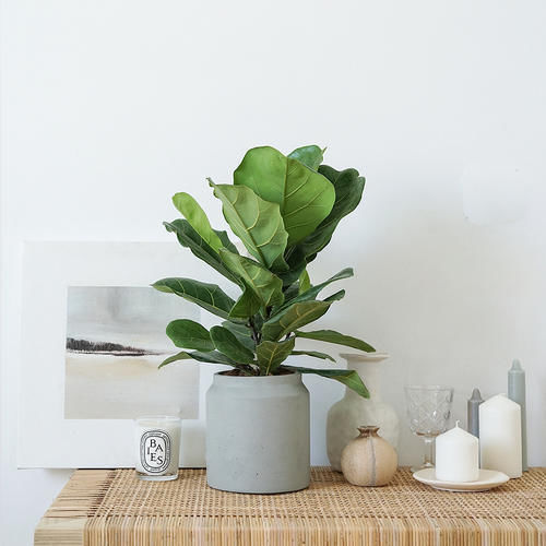 香蕉皮|香蕉皮养花的方法,跟老花农学两招,让花卉蹭蹭长!