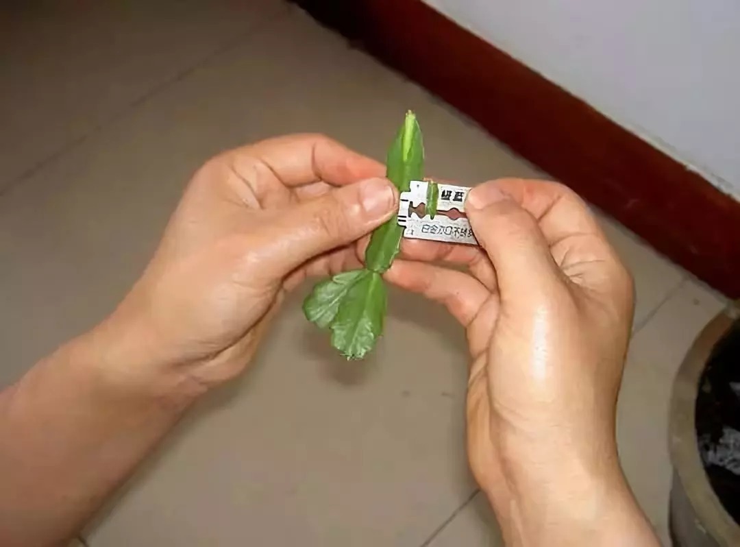 嫁接|这东西和蟹爪兰天生一对，嫁接百分百活，轻松变身蟹爪兰大树！