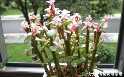 植株|胡大妈是养花达人,最喜欢“金枝玉叶”,就用3个技巧,枝枝有花!