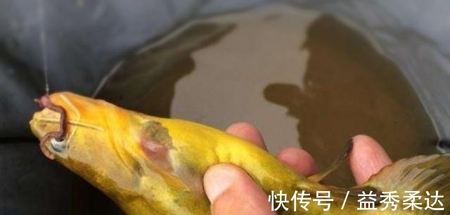 钓法|别再七想八想，“征服”黄颡鱼就得用这钓法，不料刚一下竿就有口！