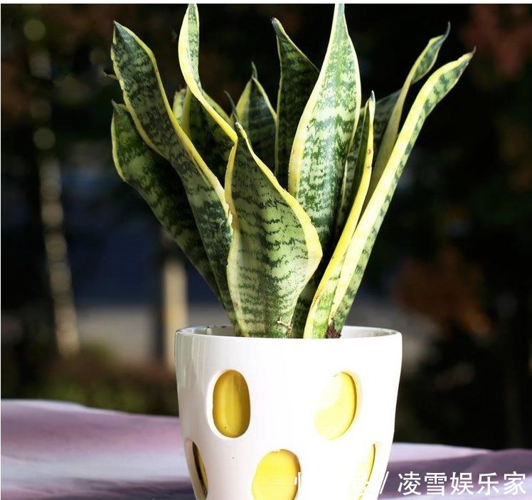 发酵|给花卉“喂”点黄豆，肥力杠杠滴，叶片绿的发油！养花并不难