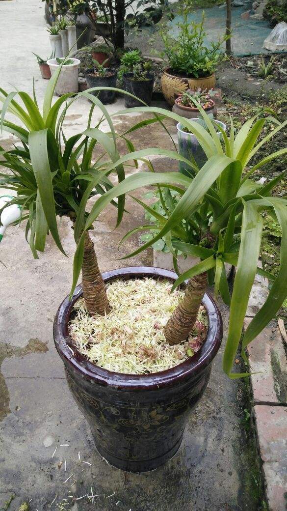 浇水|叶子发黄还脱落注意好这几点,叶子常年绿油油!