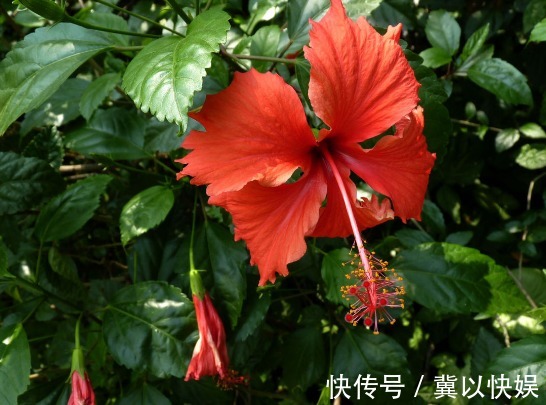 喜欢养花，不如养盆栀子花，光照越强，开花越旺，花色艳丽美美的