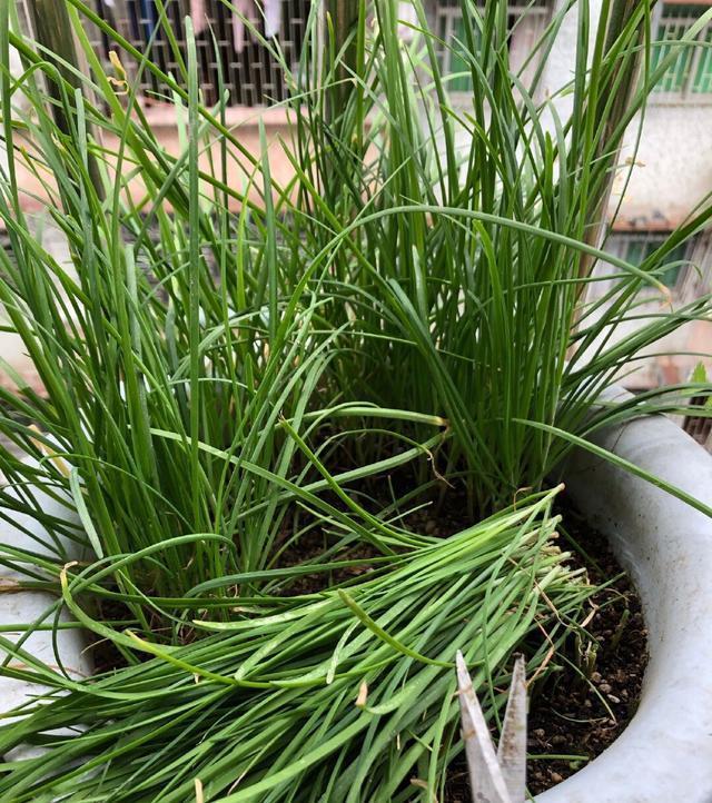 种子|秋天阳台种韭菜,用2个“小妙招”,叶片更大更绿,冬天收获多多