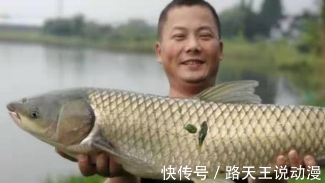 伊势尼|热天“对付”草鱼，还纠结钓浮还是钓底？老司机：知道的人不简单