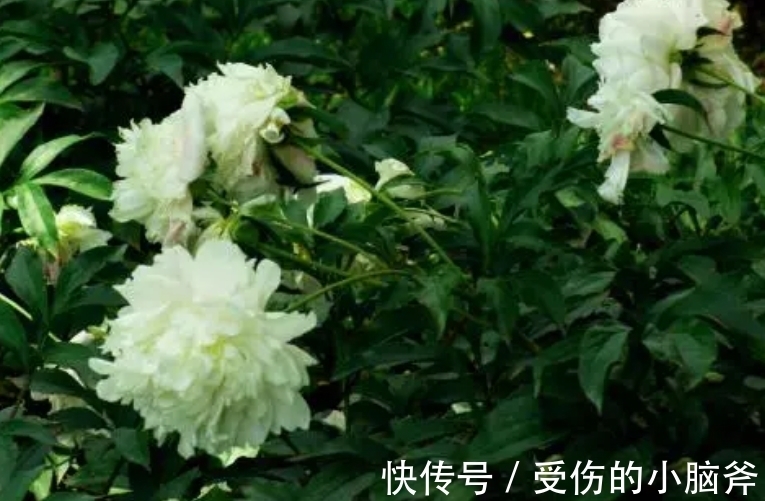 事业|从明天开始,得天独厚,桃花朵朵,事业成功,财源广进,生活富裕