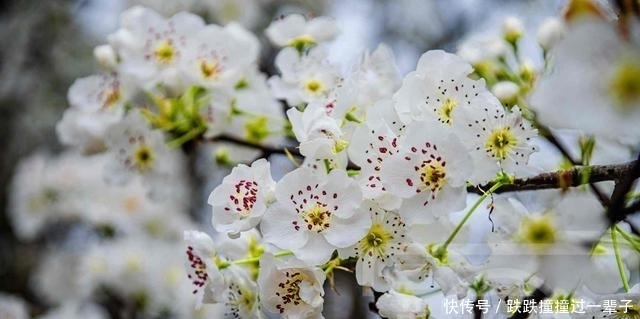 三月雪白盛开的梨花，冰清多姿的花朵芳香四溢，春日动人的风景