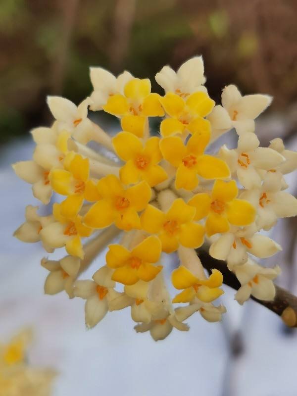 花花|家里种一株“黄金花”，开花金灿灿有好寓意，满屋子都是香味