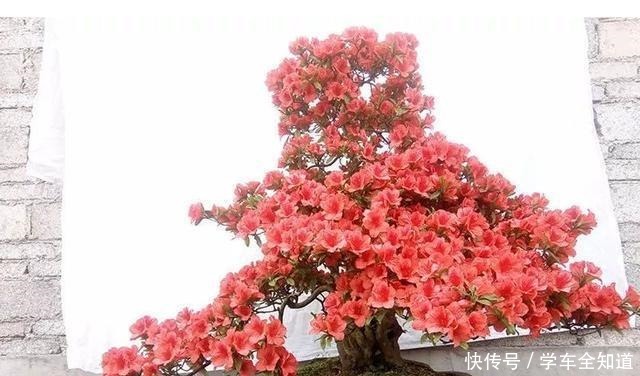 还在养花弄草那是你落伍了，种上这3种树才妙，男女老少都喜欢！