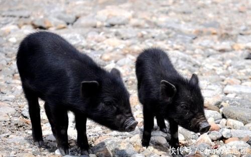 国内5种顶级食材,它上过央视!全吃过的,不是土豪也算资深吃货