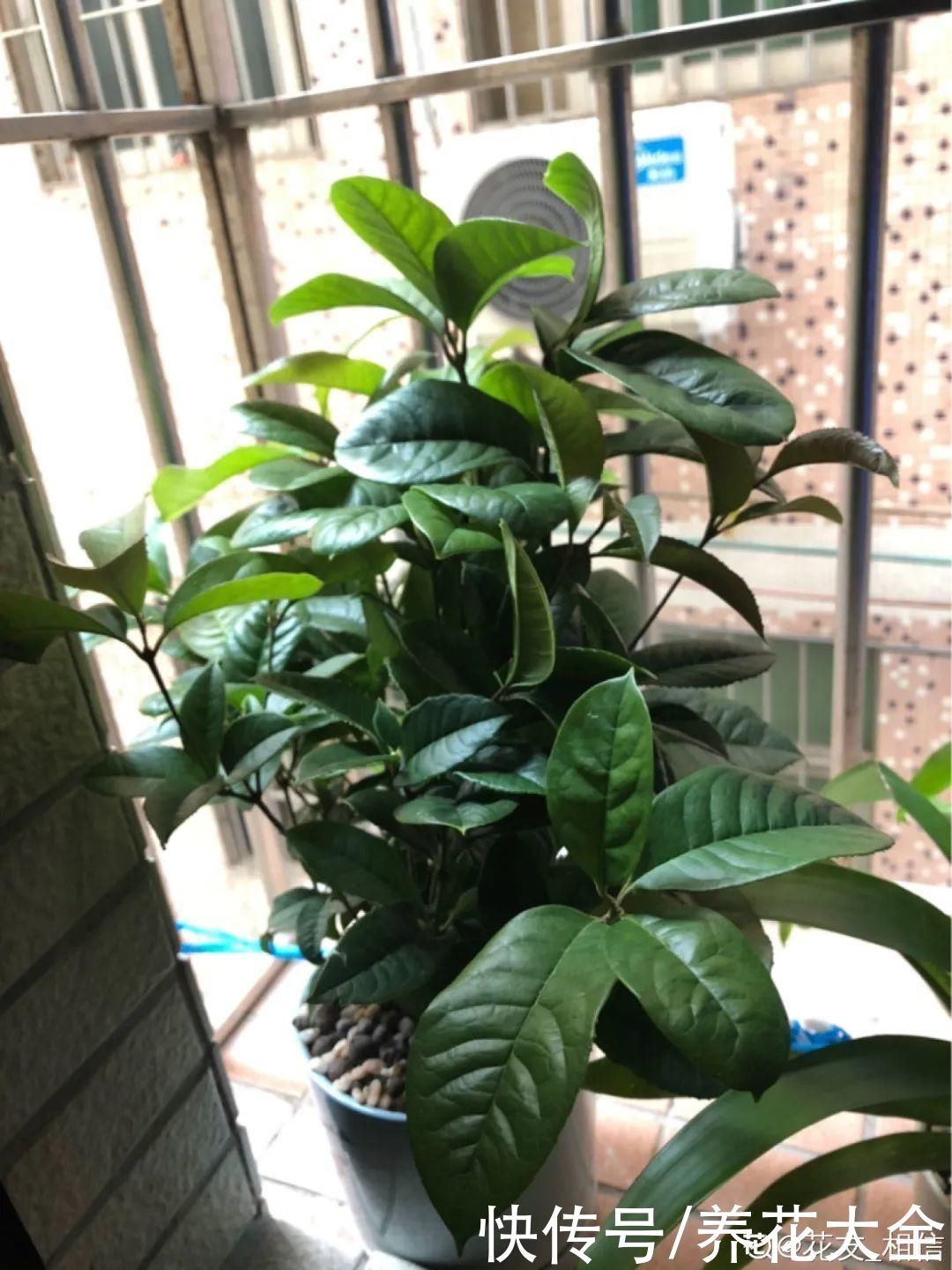 株形|7月必剪花,要抓紧时间,不然剪晚了不开花