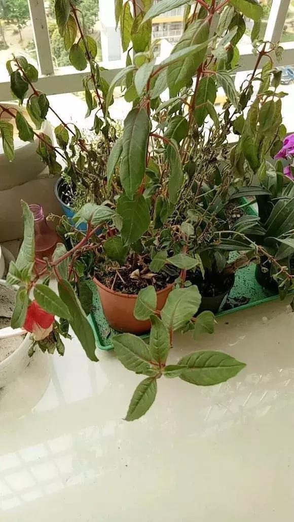 种花|3种花人称“夏必死”,买一盆死一盆,新手小白别忽视