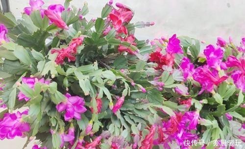 冬天|冬天蟹爪兰开花为什么叶子打蔫?分析这几个原因,对照解决办法!