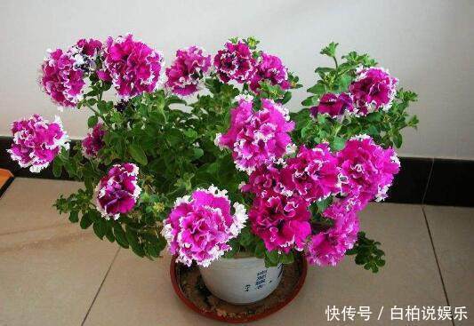 盆观|现在种一盆这种花,好养又漂亮,一盆观3季,是阳台盆栽之佳品