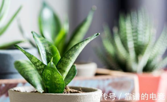 7种花草自带“抗体”,不容易生病虫害,是真正的“省心”花