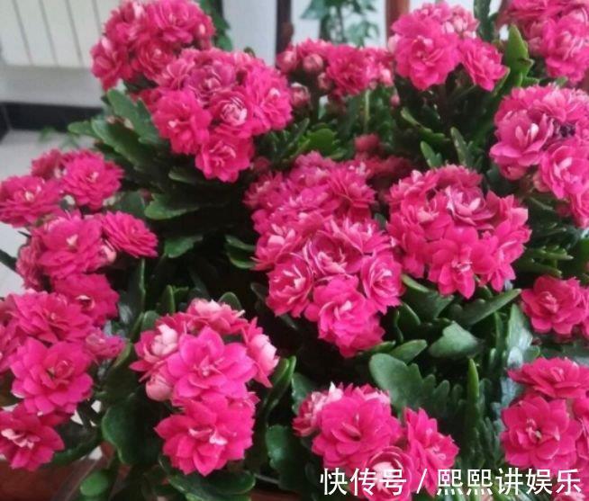 绣球|4种福运花，自带福气好养活，一年四季开花不断，你一定会喜欢！