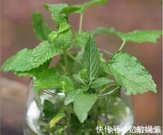 枝条|养花爱好者看过来这15种花现在“扦插”，生根快，一个周就长芽