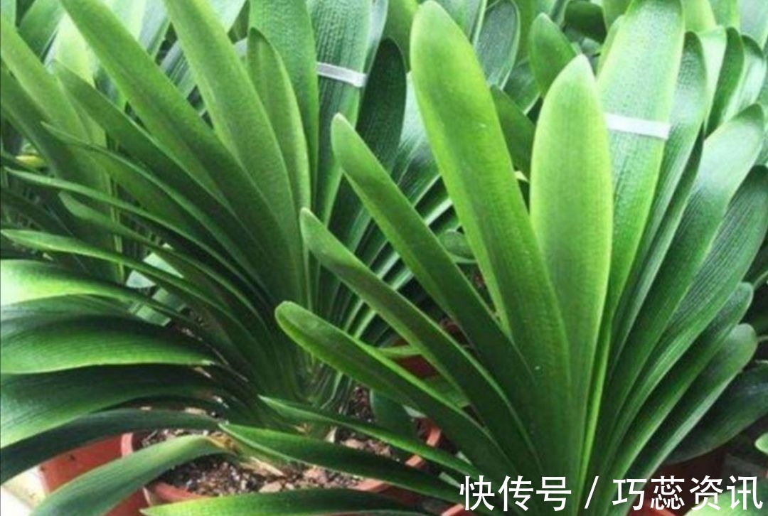 施肥|10月养君子兰,勤用“4种花肥”,植株长势旺,有助于开花