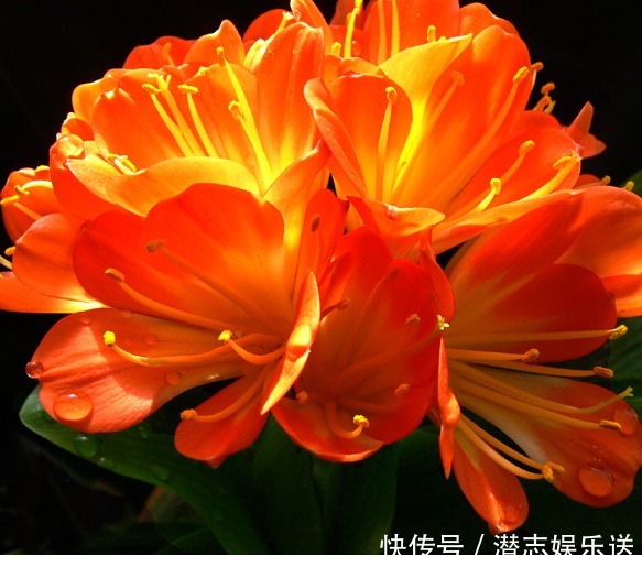 烂根|新手养君子兰,浇水记住“1句话”,不怕烂根,叶片更绿