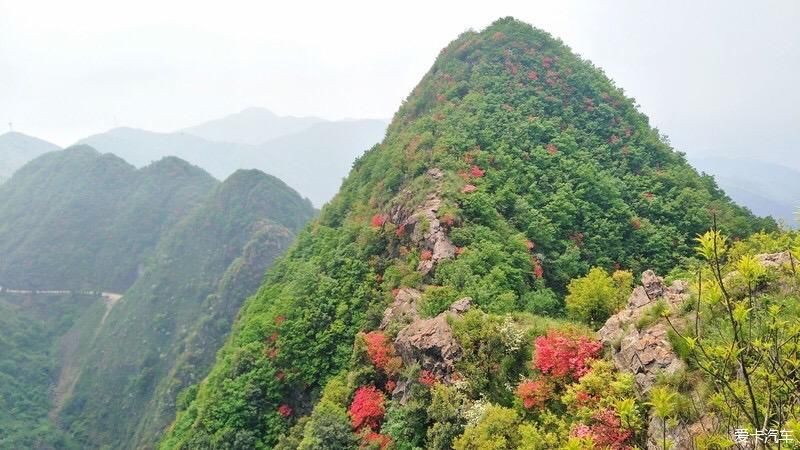 山上开遍映山红