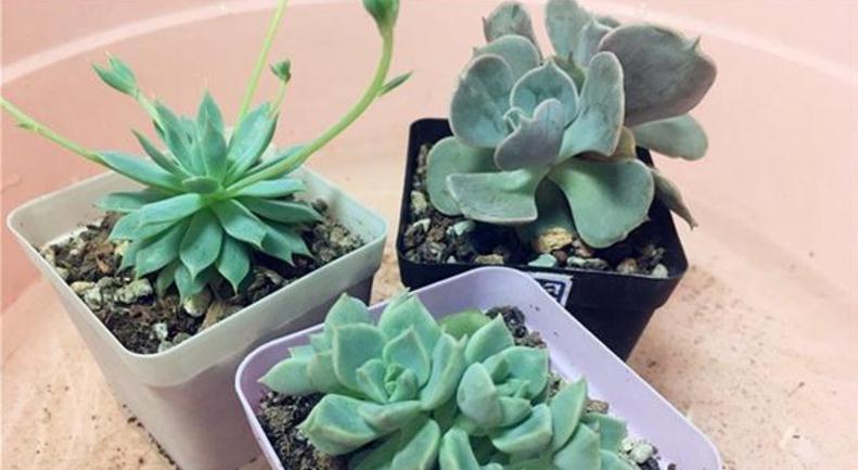 邻居小妹养多肉,少有烂根虫害问题发生,全赖这些地方把控严密