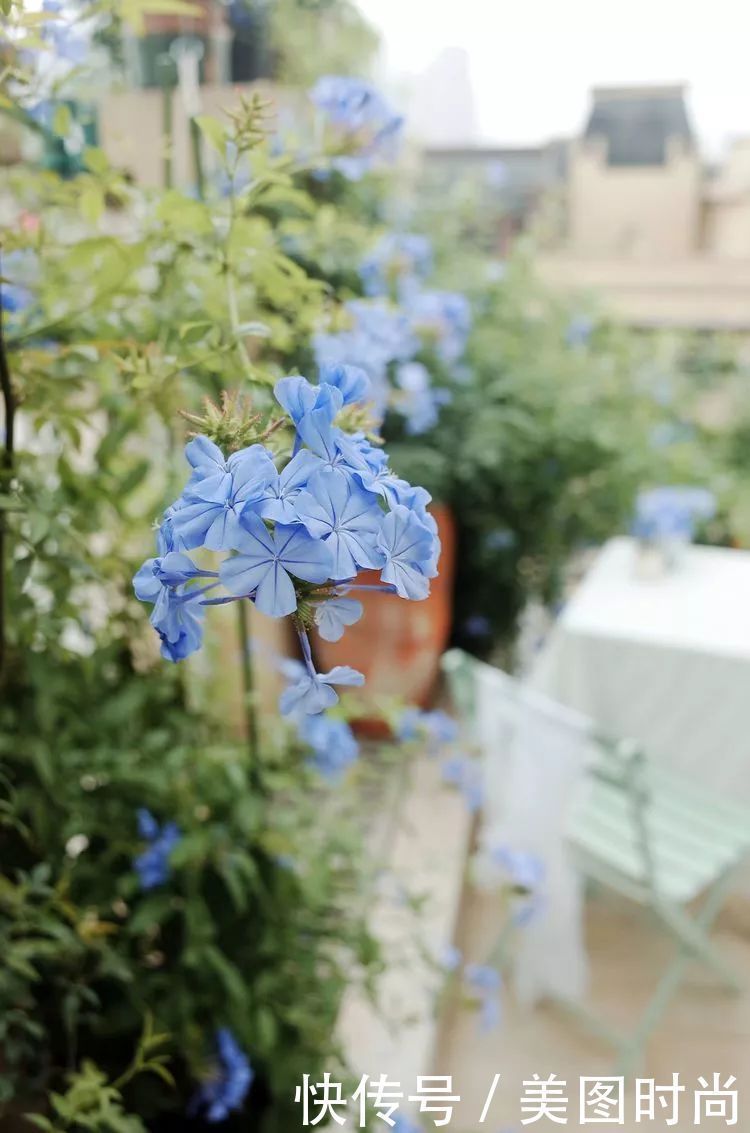 130㎡大露台,花1年改造成“花草蔬果园”,体验屋顶上的田园生活