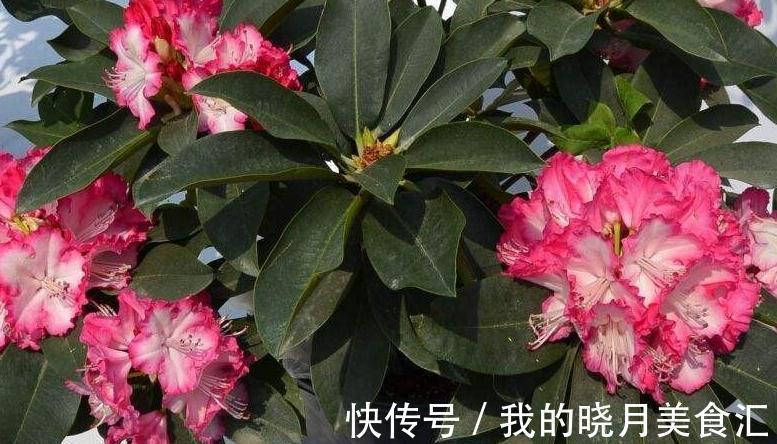 想要叶片油绿，开花旺，教你4招小技巧，轻松搞定所有花肥