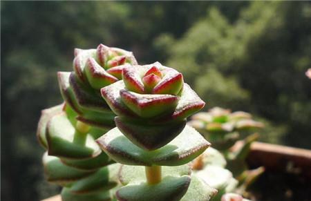 钱串叶子发黄怎么办