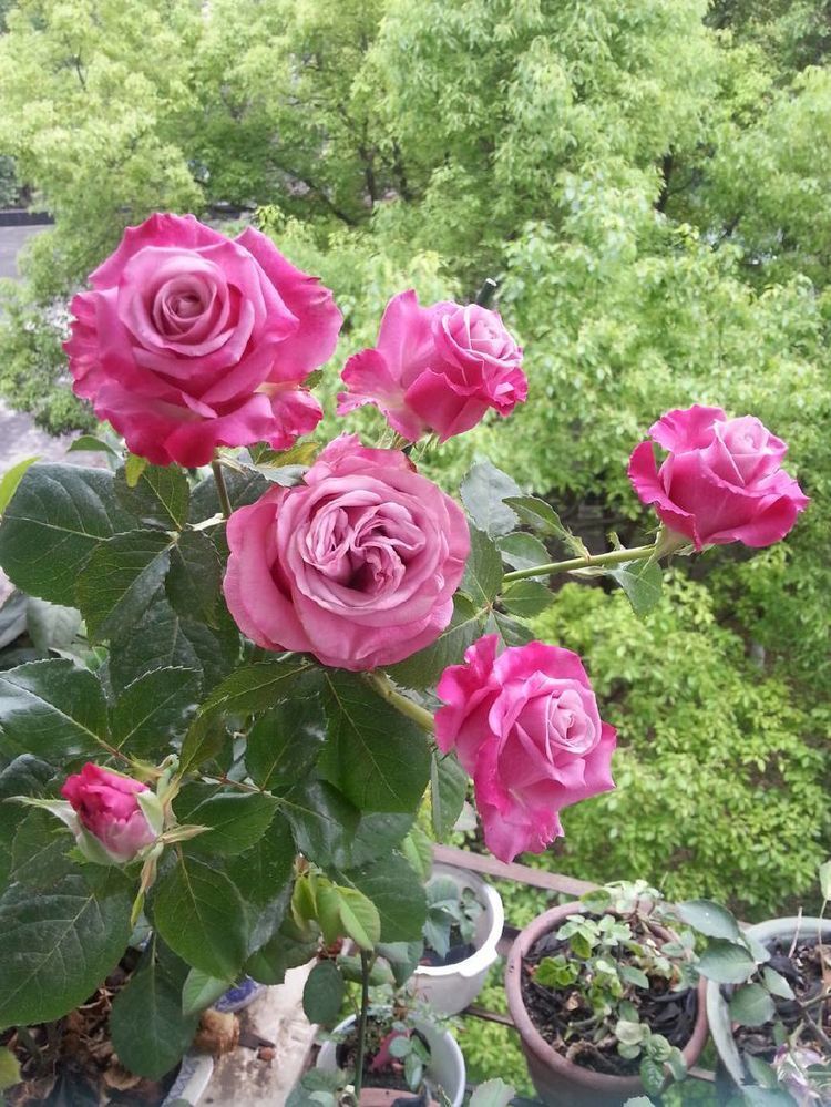 适合新手养的盆栽花,植株低矮,养护容易,漂亮似玫瑰,四季开花