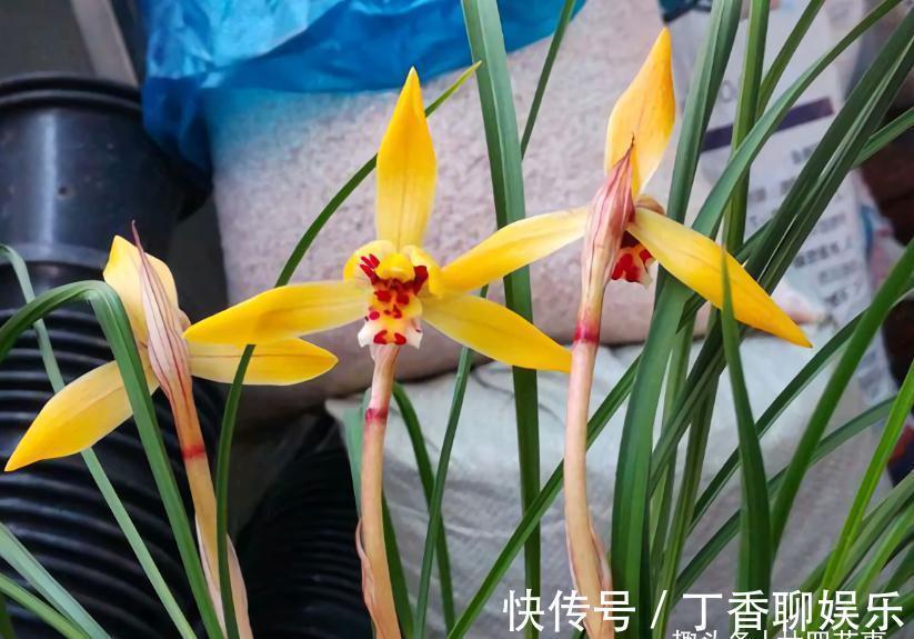 花苞|秋天养兰花，遇上“消苞”很郁闷，教你“护苞6招”，放心等花开