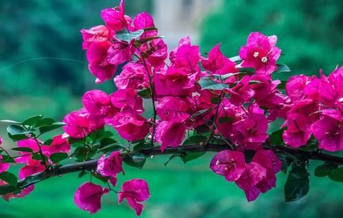  好看|庭院花草如何搭配才好看？