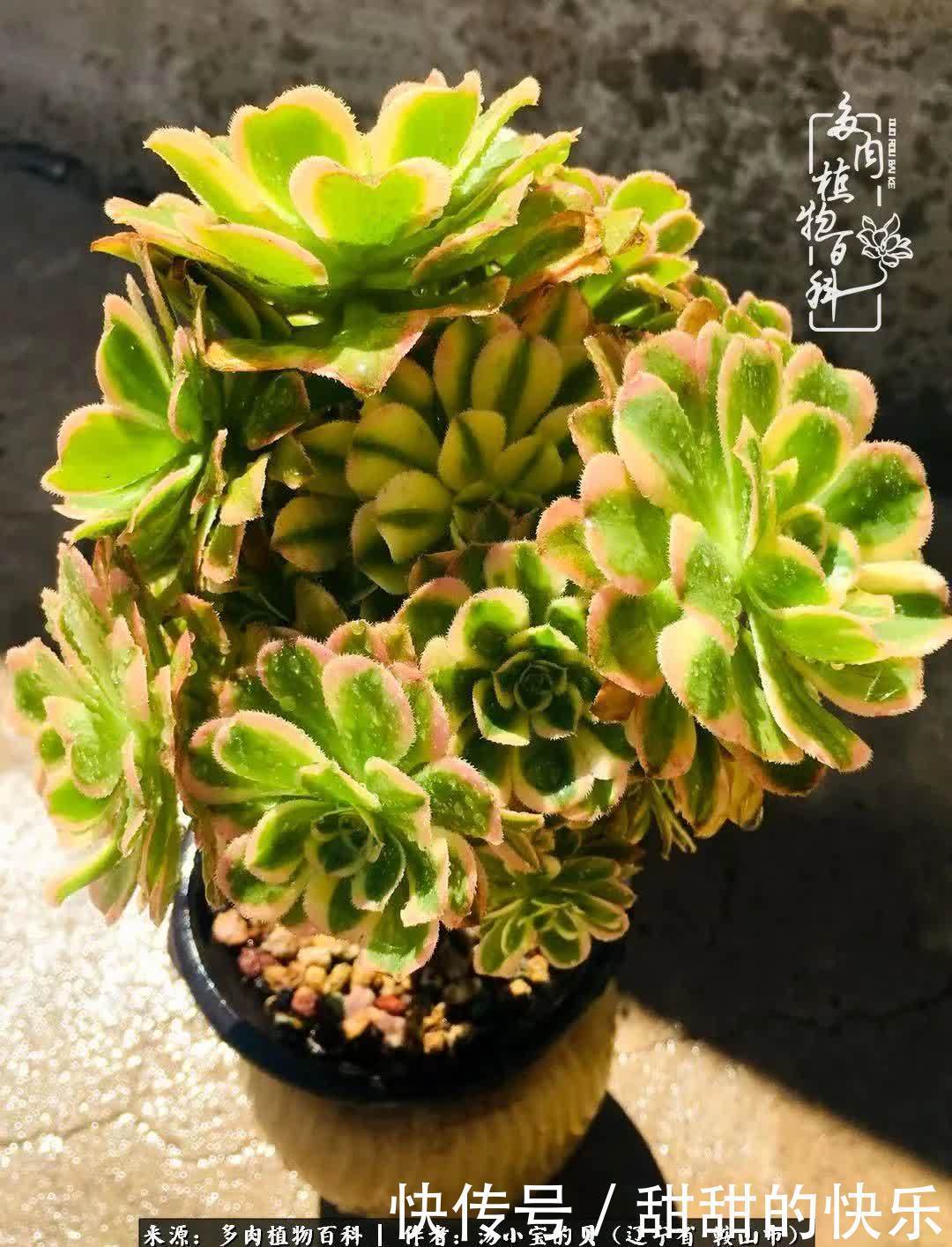 蚧壳虫|远嫁他乡,多肉是我孤寂时最美的陪伴!