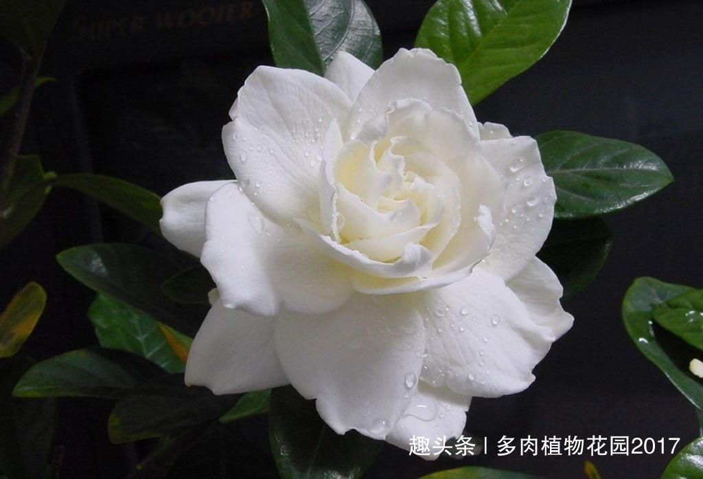 养护栀子花不能用这种土壤，要不然养一盆死掉一盆