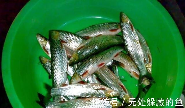 血管健康|医生提醒4种鱼可能影响健康,尽量少吃,建议及早了解!