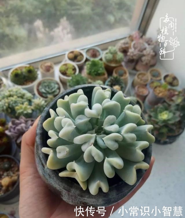 欧紫|我是多肉飘窗党,我来晚了!我是多肉飘窗党,我来晚了!